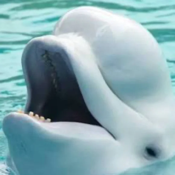 Antique Baby Beluga Whale Scrimshaw Tooth Ring WMS SZ 7 - Picture 14 of 16